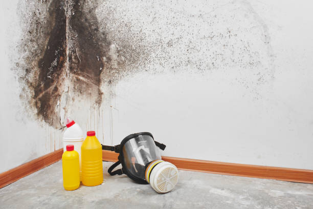 Best Best Mold Removal Companies  in Inverness Highlands North, FL