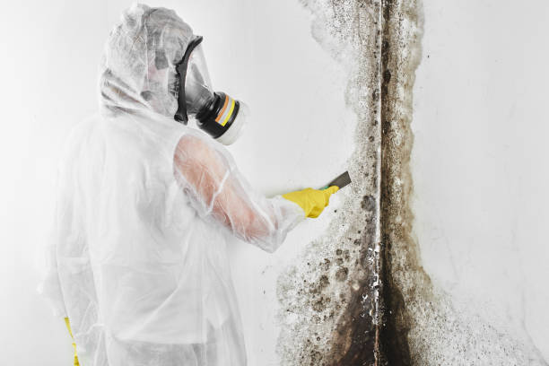 Certified Mold Removal in Inverness Highlands North, FL