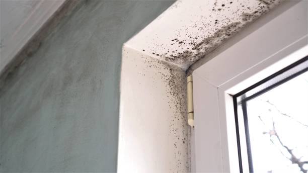 Best Crawl Space Mold Removal  in Inverness Highlands North, FL
