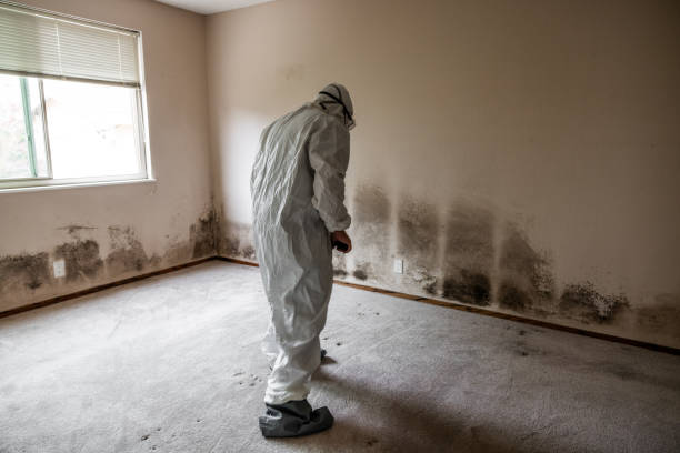 Best Office Mold Removal Services  in Inverness Highlands North, FL