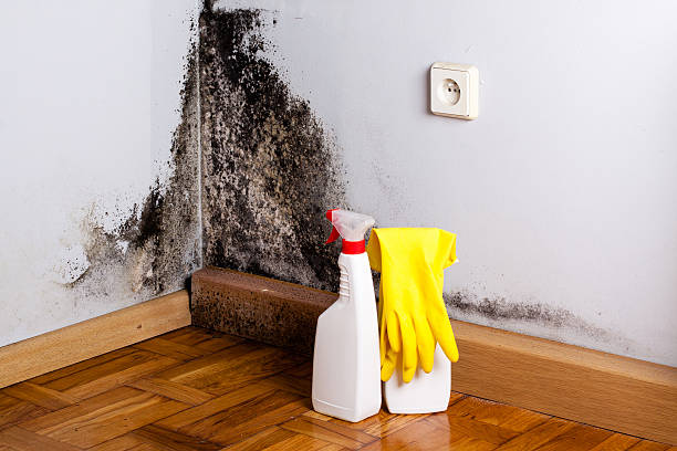 Best Professional Mold Removal  in Inverness Highlands North, FL