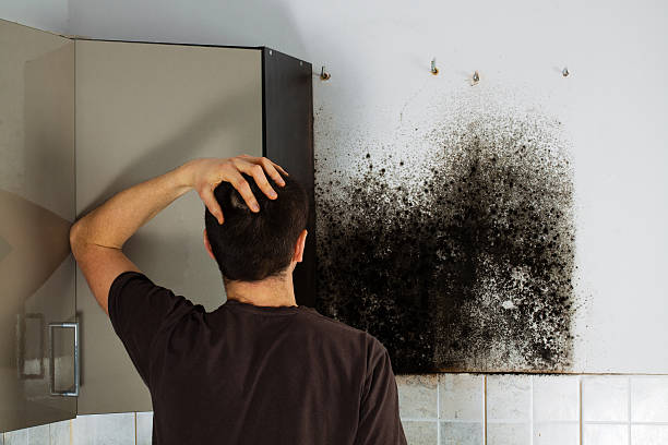 Best Local Mold Removal Service  in Inverness Highlands North, FL