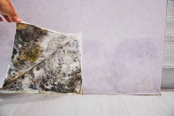 Office Mold Removal Services in Inverness Highlands North, FL